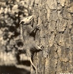 2641-372328 Opossum Shortleaf Pine - Davy Crockett National Forest 1938 by United States Forest Service