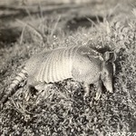 2641-372527 Armadillo - Sam Houston National Forest 1938 by United States Forest Service