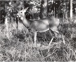 2641-498324 Young Spike Buck by United States Forest Service