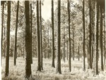 2400-04 - Longleaf Pine Stand - Angelina National Forest by United States Forest Service