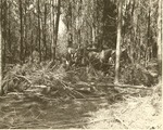 2400-09 Thinning Pulpwood Ratcliff - Davy Crockett National Forest 1957 0002