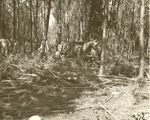 2400-09 Thinning Pulpwood Ratcliff - Davy Crockett National Forest 1957 0003