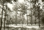 2400-13 Comp 92 Boykin Springs - Angelina National Forest 0001 by United States Forest Service
