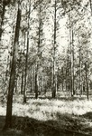2400-13 Comp 92 Boykin Springs - Angelina National Forest 0003 by United States Forest Service
