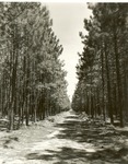 2400-16 - Pine Plantation - National Forests and Grasslands