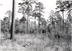 2400-24-1 C24 Stand 1 - Angelina National Forest 1979 by United States Forest Service