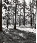 2400-80-6 Boykin Area - Angelina National Forest 1980 by United States Forest Service