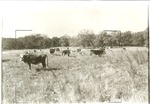 2200-4 Herefords Grazing - LBJ National Grasslands by United States Forest Service