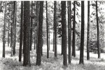 2400-80-7-02 Longleaf Stand - Angelina National Forest 1980 by United States Forest Service
