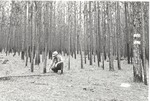 2400-80-7 Longleaf Stand - Angelina National Forest 1980 by United States Forest Service