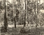 2400-80-8 DBH - Sam Houston National Forest 1980 by United States Forest Service