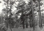 2400-80-10 Longleaf Stand - Sabine National Forest 1980 by United States Forest Service