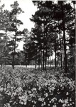 2400-80-11 Pinestand Wildflowers - Angelina National Forest 1980