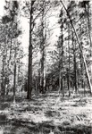 2400-87-1-02 Sale Leave Tree Thinning - Angelina National Forest 1969