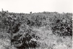 2400-87-1-03 Sale Leave Tree Thinning - Angelina National Forest 1969 by United States Forest Service