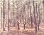 2400-10629 24 Year Old Loblolly Stand Thinned - Davy Crockett National Forest 1969 by United States Forest Service