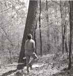 2400-10685 Logging Loblolly - Davy Crockett National Forest 1969 by United States Forest Service