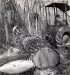 2400-10687 Bucking Pine - Davy Crockett National Forest 1969