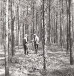 2400-10696 24 Year Old Loblolly Stand - Davy Crockett National Forest 1969 by United States Forest Service