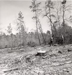 2400-10699 Clearcut - Davy Crockett National Forest 1969 by United States Forest Service