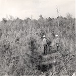 2400-10700 4 Year Old Loblolly Stand - Sabine National Forest by United States Forest Service