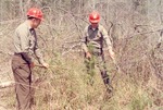 2400-10702 Seedlings Emerge Logging Brush - Davy Crockett National Forest 1969 by United States Forest Service