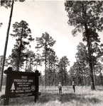 2400-10704 Loblolly Seed Production Area - Davy Crockett National Forest 1969