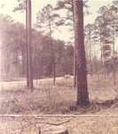 2400-10732 Seedtree Cut Hwy7 - Davy Crockett National Forest