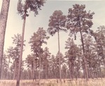 2400-10733 Superior Loblolly - Davy Crockett National Forest 1969
