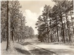 2400-508541 Longleaf Boykin Springs - Angelina National Forest 1964 by United States Forest Service