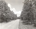 2400-508542 Polesize Longleaf - Angelina National Forest 1964 by United States Forest Service