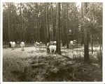 2200-6 Range Cattle - Angelina National Forest by United States Forest Service
