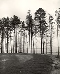 2500-27 Harvey Creek - Angelina National Forest 1965