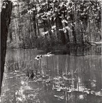 2500-10717 Turtles Bay Davy Crockett National Forest 1969