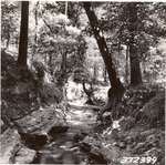2500-372399 Boykin Springs Creek - Angelina National Forest 1938 by United States Forest Service