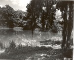 2500-514997 Stubblefield Lake - Sam Houston National Forest 1966 by United States Forest Service