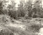 2500 T64-347 Erosion Control Sandy Plantation - Sabine National Forest 1959