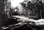 7100-05 Forest Road - Sabine National Forest