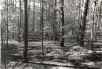 7100-06 FS 526 524 Neches - Davy Crockett National Forest 1979 by United States Forest Service