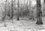 7100-07 Compt 91 - Davy Crockett National Forest 1978