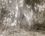 5100-1665 Pburn Yaupon Brush - Sam Houston National Forest 1952 by United States Forest Service