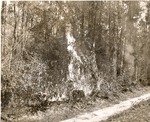 5100-1668 Pburn Yaupon Brush - Sam Houston National Forest 1952 by United States Forest Service