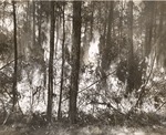 5100-1670 Pburn Hotspots Yaupon - Sam Houston National Forest 1952