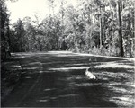 5600-T68-21 Parking Lot Caney Creek - Angelina National Forest 1967 by United States Forest Service