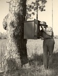 5100-372348 Calling From Spike Tree - National Forests And Grasslands In Texas 1938 by United States Forest Service