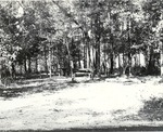 5600-T68-24 Double Picnic Table Caney Creek - Angelina National Forest 1967