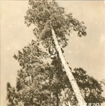 5100-372370 Foreman Milam Spiking Tree Fire Lookout - Sabine National Forest 1938 by United States Forest Service