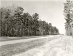 7100 T64-190 Scenery HWY 69 - Angelina National Forest 1961