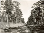 7100 T64-390 Rd 527 - Davy Crockett National Forest 1960 by United States Forest Service