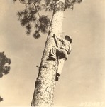 5100-372437 Ranger Jared Climbing Spiked Tree - Angelina National Forest 1938 by United States Forest Service